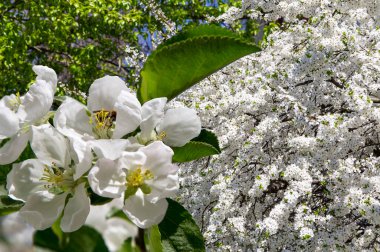 Bahar mevsiminde büyük beyaz çiçeklerle çiçek açan elma dalı (bahar arkaplanı beyaz çiçeklerle