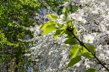 Bahar mevsiminde büyük beyaz çiçeklerle çiçek açan elma dalı (bahar arkaplanı beyaz çiçeklerle