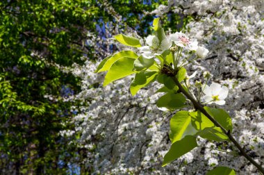 Bahar mevsiminde büyük beyaz çiçeklerle çiçek açan elma dalı (bahar arkaplanı beyaz çiçeklerle