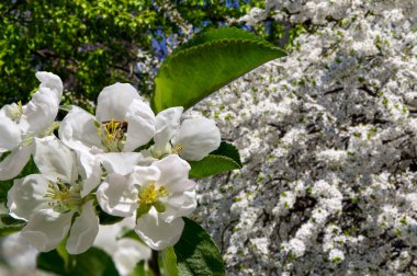 Bahar mevsiminde büyük beyaz çiçeklerle çiçek açan elma dalı (bahar arkaplanı beyaz çiçeklerle