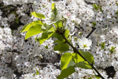 Bahar mevsiminde büyük beyaz çiçeklerle çiçek açan elma dalı (bahar arkaplanı beyaz çiçeklerle