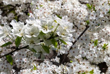 Bahar mevsiminde büyük beyaz çiçeklerle çiçek açan elma dalı (bahar arkaplanı beyaz çiçeklerle