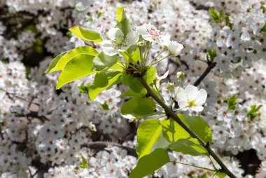 Bahar mevsiminde büyük beyaz çiçeklerle çiçek açan elma dalı (bahar arkaplanı beyaz çiçeklerle