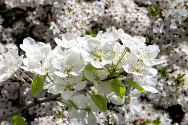 Bahar mevsiminde büyük beyaz çiçeklerle çiçek açan elma dalı (bahar arkaplanı beyaz çiçeklerle