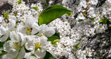 Bahar mevsiminde büyük beyaz çiçeklerle çiçek açan elma dalı (bahar arkaplanı beyaz çiçeklerle