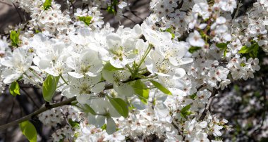 Bahar mevsiminde büyük beyaz çiçeklerle çiçek açan elma dalı (bahar arkaplanı beyaz çiçeklerle