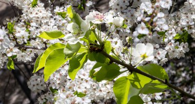 Bahar mevsiminde büyük beyaz çiçeklerle çiçek açan elma dalı (bahar arkaplanı beyaz çiçeklerle