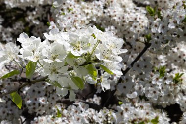 Bahar mevsiminde büyük beyaz çiçeklerle çiçek açan elma dalı (bahar arkaplanı beyaz çiçeklerle
