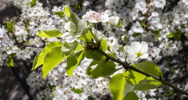 Bahar mevsiminde büyük beyaz çiçeklerle çiçek açan elma dalı (bahar arkaplanı beyaz çiçeklerle