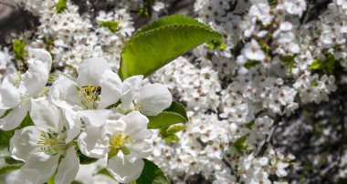Bahar mevsiminde büyük beyaz çiçeklerle çiçek açan elma dalı (bahar arkaplanı beyaz çiçeklerle