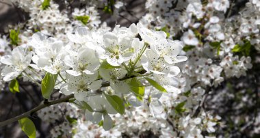 Bahar mevsiminde büyük beyaz çiçeklerle çiçek açan elma dalı (bahar arkaplanı beyaz çiçeklerle