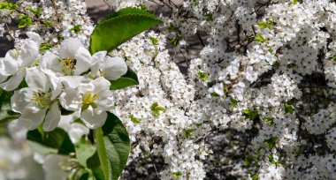 Bahar mevsiminde büyük beyaz çiçeklerle çiçek açan elma dalı (bahar arkaplanı beyaz çiçeklerle