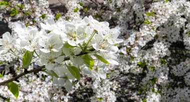 Bahar mevsiminde büyük beyaz çiçeklerle çiçek açan elma dalı (bahar arkaplanı beyaz çiçeklerle