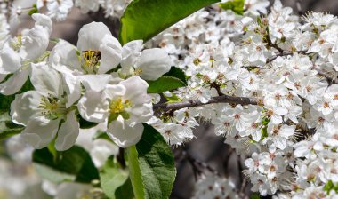 Bahar mevsiminde büyük beyaz çiçeklerle çiçek açan elma dalı (bahar arkaplanı beyaz çiçeklerle