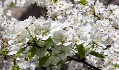 Bahar mevsiminde büyük beyaz çiçeklerle çiçek açan elma dalı (bahar arkaplanı beyaz çiçeklerle