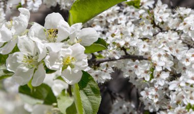 Bahar mevsiminde büyük beyaz çiçeklerle çiçek açan elma dalı (bahar arkaplanı beyaz çiçeklerle