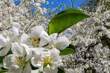 Bahar mevsiminde büyük beyaz çiçeklerle çiçek açan elma dalı (bahar arkaplanı beyaz çiçeklerle