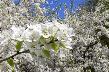 Bahar mevsiminde büyük beyaz çiçeklerle çiçek açan elma dalı (bahar arkaplanı beyaz çiçeklerle