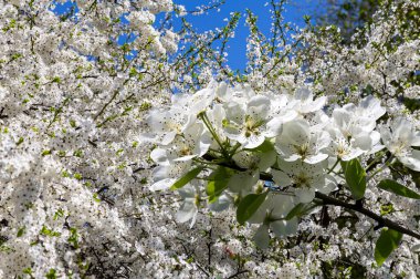 Bahar mevsiminde büyük beyaz çiçeklerle çiçek açan elma dalı (bahar arkaplanı beyaz çiçeklerle