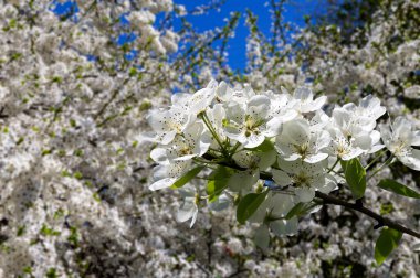 Bahar mevsiminde büyük beyaz çiçeklerle çiçek açan elma dalı (bahar arkaplanı beyaz çiçeklerle