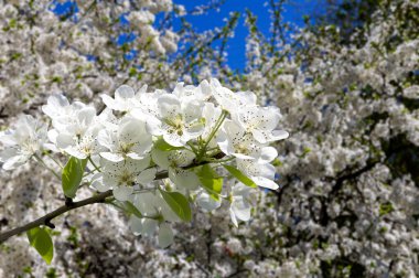 Bahar mevsiminde büyük beyaz çiçeklerle çiçek açan elma dalı (bahar arkaplanı beyaz çiçeklerle