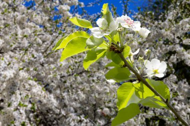 Bahar mevsiminde büyük beyaz çiçeklerle çiçek açan elma dalı (bahar arkaplanı beyaz çiçeklerle