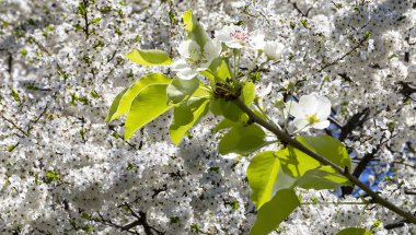 Bahar mevsiminde büyük beyaz çiçeklerle çiçek açan elma dalı (bahar arkaplanı beyaz çiçeklerle