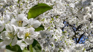 Bahar mevsiminde büyük beyaz çiçeklerle çiçek açan elma dalı (bahar arkaplanı beyaz çiçeklerle