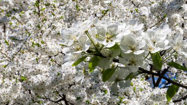 Bahar mevsiminde büyük beyaz çiçeklerle çiçek açan elma dalı (bahar arkaplanı beyaz çiçeklerle