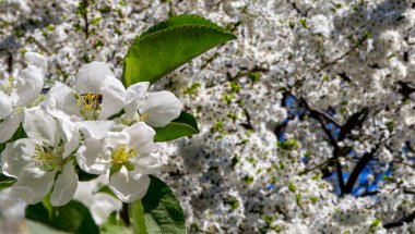 Bahar mevsiminde büyük beyaz çiçeklerle çiçek açan elma dalı (bahar arkaplanı beyaz çiçeklerle