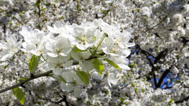 Bahar mevsiminde büyük beyaz çiçeklerle çiçek açan elma dalı (bahar arkaplanı beyaz çiçeklerle