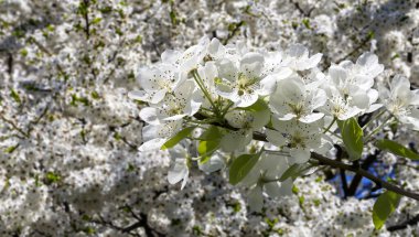 Bahar mevsiminde büyük beyaz çiçeklerle çiçek açan elma dalı (bahar arkaplanı beyaz çiçeklerle
