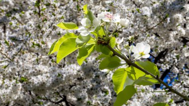 Bahar mevsiminde büyük beyaz çiçeklerle çiçek açan elma dalı (bahar arkaplanı beyaz çiçeklerle