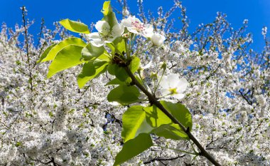 Bahar mevsiminde büyük beyaz çiçeklerle çiçek açan elma dalı (bahar arkaplanı beyaz çiçeklerle