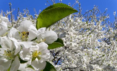 Bahar mevsiminde büyük beyaz çiçeklerle çiçek açan elma dalı (bahar arkaplanı beyaz çiçeklerle