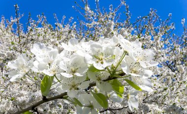 Bahar mevsiminde büyük beyaz çiçeklerle çiçek açan elma dalı (bahar arkaplanı beyaz çiçeklerle