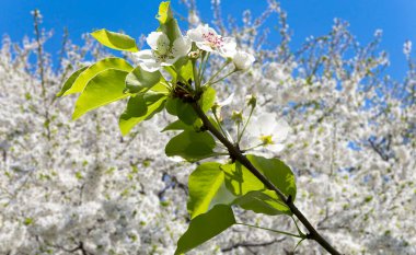 Bahar mevsiminde büyük beyaz çiçeklerle çiçek açan elma dalı (bahar arkaplanı beyaz çiçeklerle