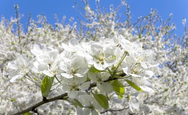Bahar mevsiminde büyük beyaz çiçeklerle çiçek açan elma dalı (bahar arkaplanı beyaz çiçeklerle