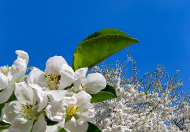 Bahar mevsiminde büyük beyaz çiçeklerle çiçek açan elma dalı (bahar arkaplanı beyaz çiçeklerle