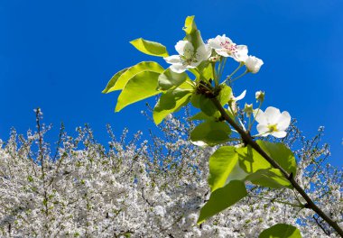 Bahar mevsiminde büyük beyaz çiçeklerle çiçek açan elma dalı (bahar arkaplanı beyaz çiçeklerle