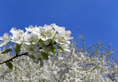 Bahar mevsiminde büyük beyaz çiçeklerle çiçek açan elma dalı (bahar arkaplanı beyaz çiçeklerle