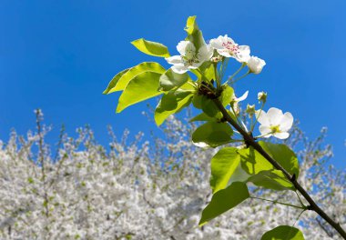 Bahar mevsiminde büyük beyaz çiçeklerle çiçek açan elma dalı (bahar arkaplanı beyaz çiçeklerle
