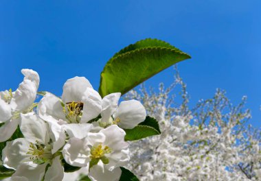 Bahar mevsiminde büyük beyaz çiçeklerle çiçek açan elma dalı (bahar arkaplanı beyaz çiçeklerle