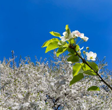 Bahar mevsiminde büyük beyaz çiçeklerle çiçek açan elma dalı (bahar arkaplanı beyaz çiçeklerle