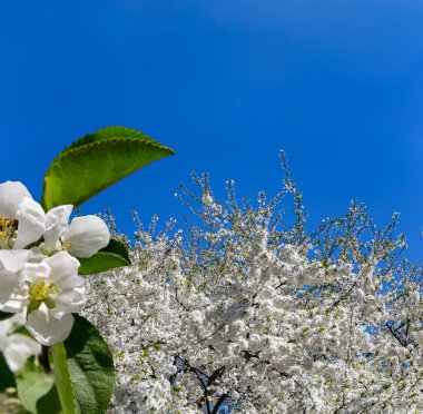 Bahar mevsiminde büyük beyaz çiçeklerle çiçek açan elma dalı (bahar arkaplanı beyaz çiçeklerle