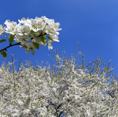 Bahar mevsiminde büyük beyaz çiçeklerle çiçek açan elma dalı (bahar arkaplanı beyaz çiçeklerle