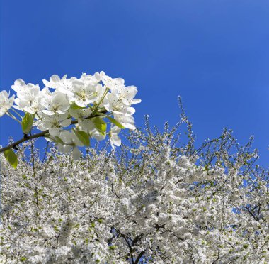 Bahar mevsiminde büyük beyaz çiçeklerle çiçek açan elma dalı (bahar arkaplanı beyaz çiçeklerle