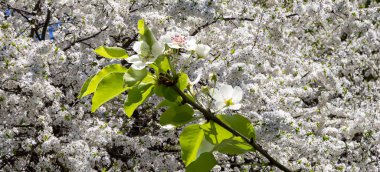 Bahar mevsiminde büyük beyaz çiçeklerle çiçek açan elma dalı (bahar arkaplanı beyaz çiçeklerle