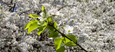 Bahar mevsiminde büyük beyaz çiçeklerle çiçek açan elma dalı (bahar arkaplanı beyaz çiçeklerle