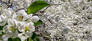 Bahar mevsiminde büyük beyaz çiçeklerle çiçek açan elma dalı (bahar arkaplanı beyaz çiçeklerle